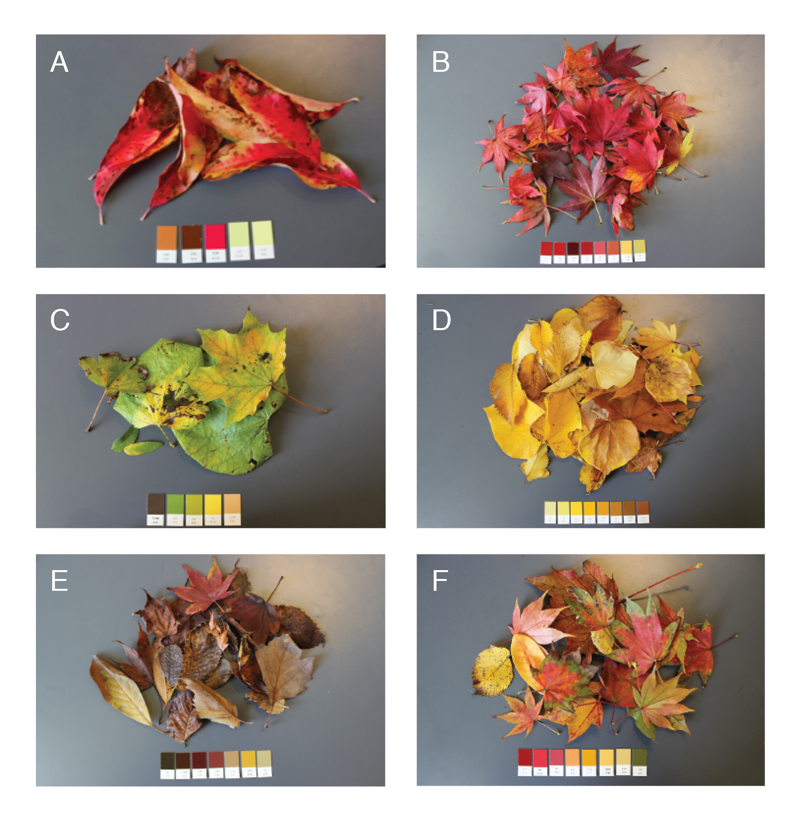 Fall Color Change Science New Publication: Seasonal Changes in Color Preferences Are Linked to ...